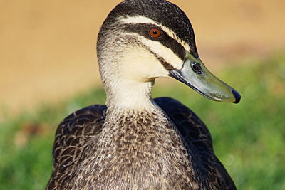 Close-up of a bird