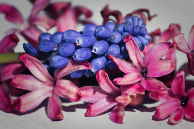 Close-up of purple flowers