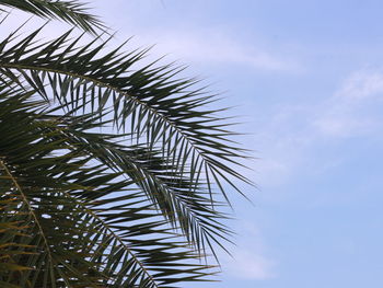 Low angle view of palm tree against sky