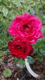 Close-up of red rose