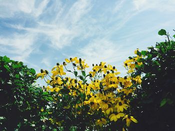 Low angle view of trees against sky