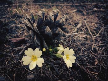 Close-up of flowers