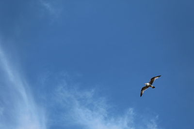 Low angle view of bird flying against sky