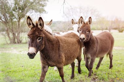 Horses standing in a field