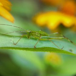 Close-up of ant on leaf