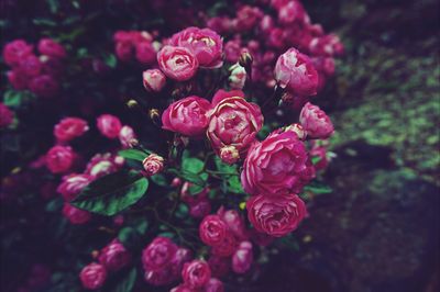 Close-up of pink roses