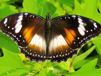 Close-up of butterfly on leaves