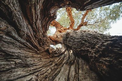 Low angle view of lizard on tree