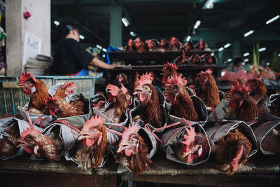 Roosters for sale on rustic market stall