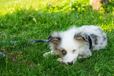 Dog lying on grass