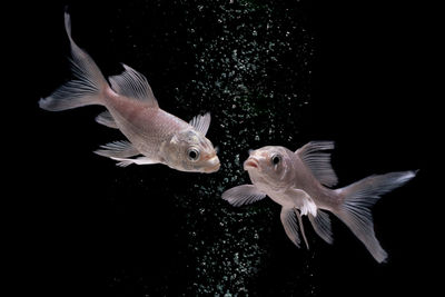 Close-up of fish swimming in sea