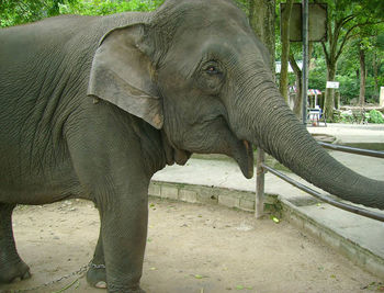 Side view of elephant in zoo