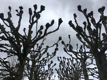 Low angle view of silhouette tree against sky