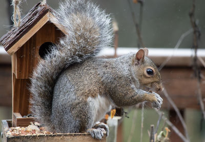 Close-up of squirrel