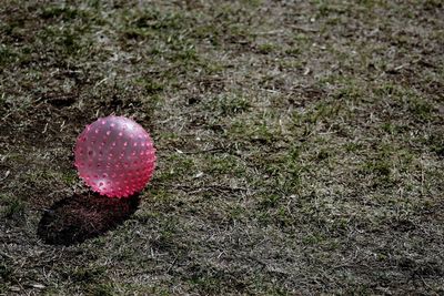 High angle view of pink petals on field
