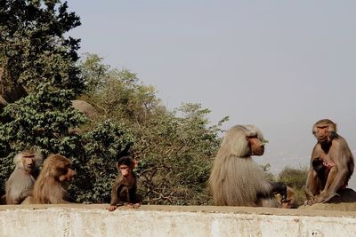 Friends sitting on wall against clear sky