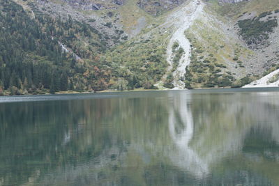 Scenic view of lake by trees in forest