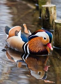 Close-up of duck swimming on lake