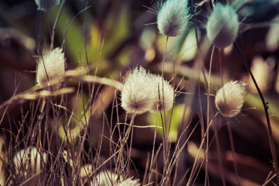 Close-up of wildflowers