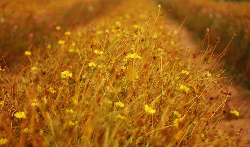 Close-up of yellow flowering plants on field