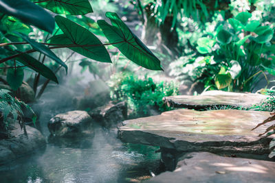 Close-up of leaves in water
