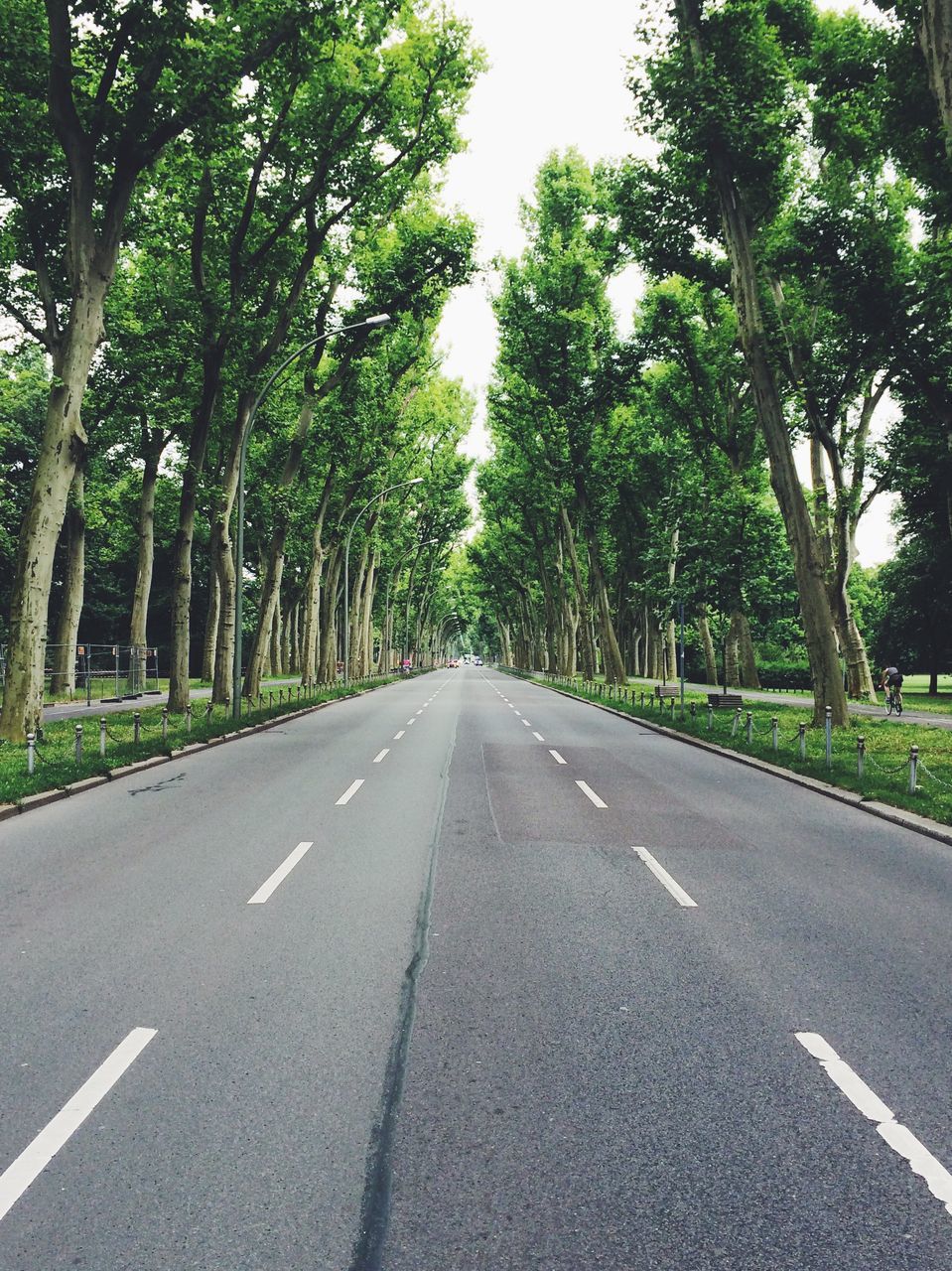 the way forward, transportation, road, tree, road marking, diminishing perspective, vanishing point, asphalt, empty road, country road, street, treelined, empty, long, day, growth, tranquility, nature, no people, outdoors