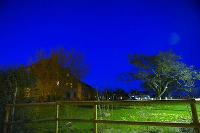 Trees on grassy field