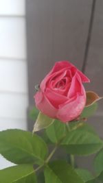 Close-up of rose