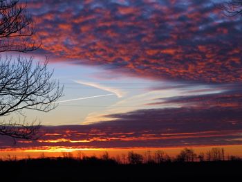 Silhouette of trees at sunset