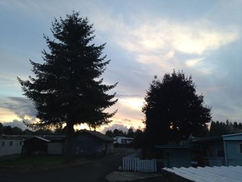 View of trees at sunset