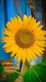 Close-up of sunflower