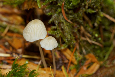 Close-up of mushroom growing on field