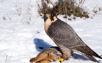 Close-up of bird on snow field