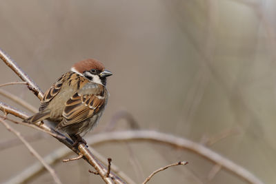 Close-up of bird perching on branch