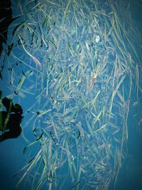 Low section of person swimming in fish tank at aquarium