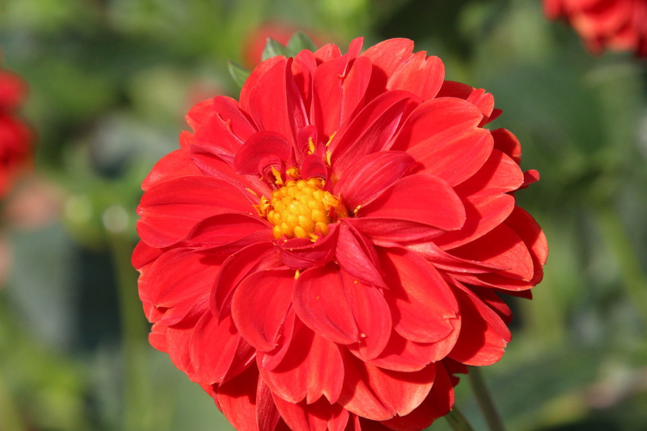 CLOSE-UP OF RED ROSE