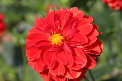 Close-up of red flower