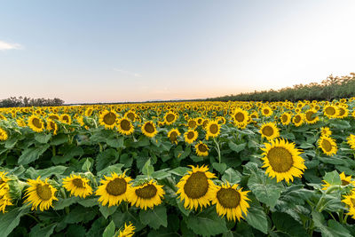 Scenic view of sunflower field against sky