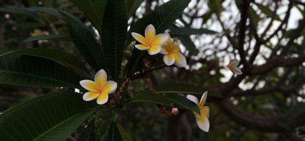 Close-up of yellow flowering plant