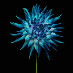 Close-up of blue flower against black background