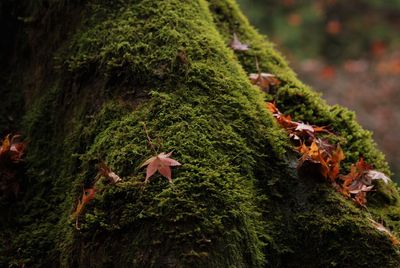 Japanese maple on moss