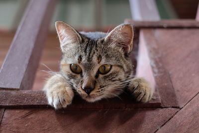 Portrait of cat relaxing outdoors