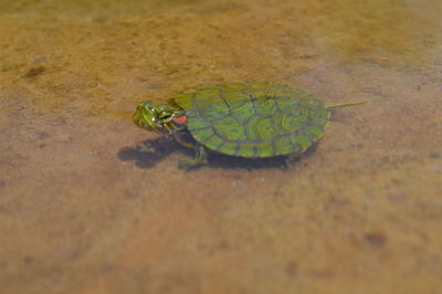 High angle view of turtle in sea