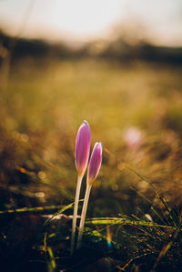 Close-up of pink crocus flower on field