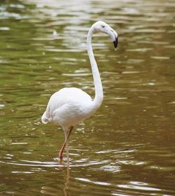 Close-up of white flamingo in lake