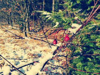 Close-up of tree during winter