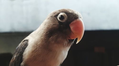 Close-up of a bird