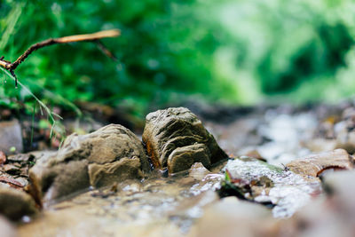 Close-up of shells on rock