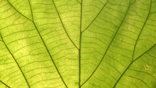 Macro shot of leaf