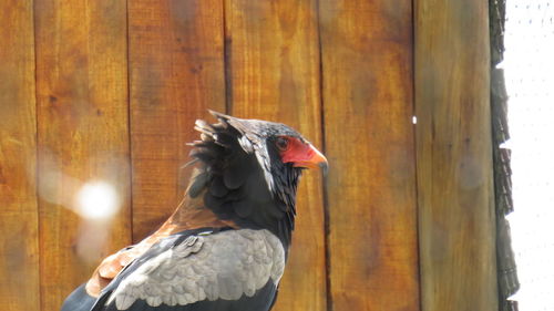 Close-up of bird perching on wood